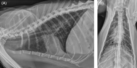Clinicopathologic and radiographic features in 33 cats with aspiration ...