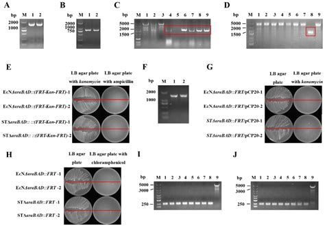 Efficient Robust Yield Method for Preparing Bacterial Ghosts by ...