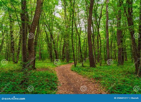 Path in the Green Dense Summer Forest Stock Image - Image of landscape, rainforest: 258601217