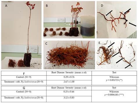 Pathogenicity and Host Range of Pythium kashmirense—A Soil-Borne ...
