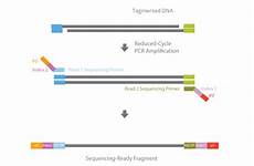 illumina inc dna sequencing illumina workflow part 2 dna tagmentation illumina inc dna sequencing illumina workflow part 2 dna tagmentation