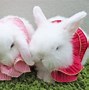 Image result for Bunnies Outside