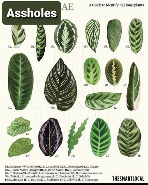 Identifying House Plants By Their Leaves