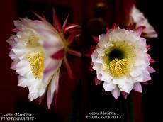 fiori di cactus creamaricrea fiori di cactus fiori di cactus creamaricrea fiori di cactus