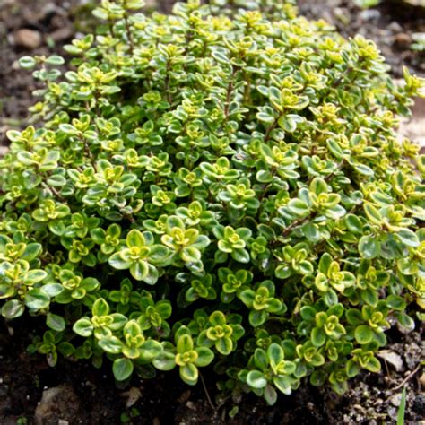Thyme, Creeping Lemon - THYMUS x citriodorus 'Lemon' – Park Farm Plants