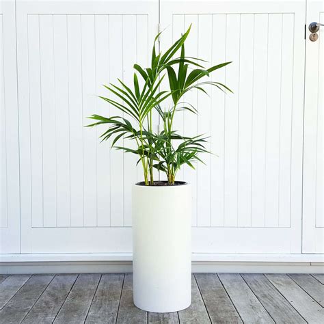 Tall Plant Pots Indoor - Plant Ideas