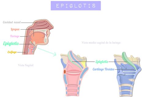 Epiglotis | Anatomia y fisiologia humana, Laringe, Anatomia y fisiologia