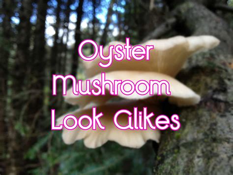 16 Oyster Mushroom Look-Alikes (and Identification Guide)