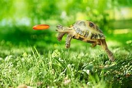 Image result for Pet Tortoise