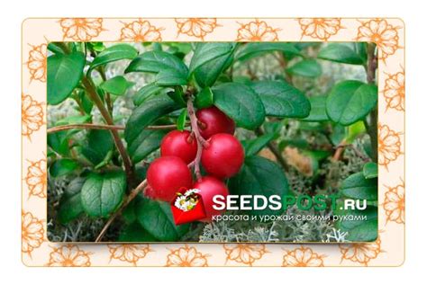 Как вырастить вкусную бруснику из семян? | Seedspost.ru