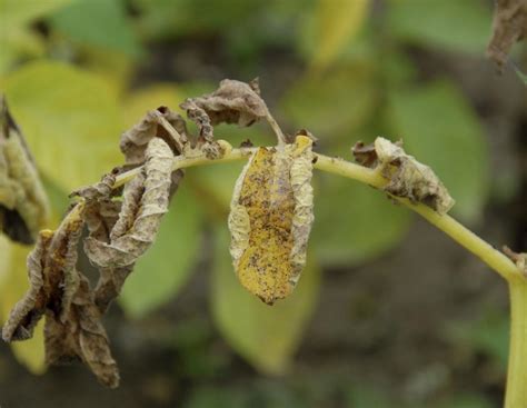 Krautabtötung: Die Alternativen im Vergleich | agrarheute.com