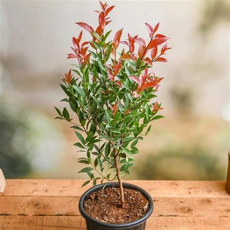 Evergreen tall hedging plant Syzygium Campanulatum Christina Tree Lilly ...