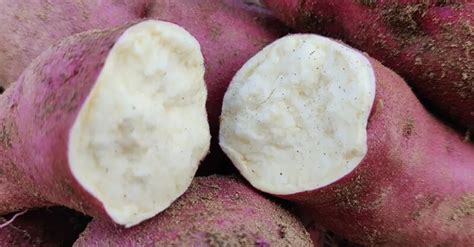 红薯浑身是宝，亩产可超过3000斤随时收获，为什么没能成为主食？_澎湃号·湃客_澎湃新闻-The Paper