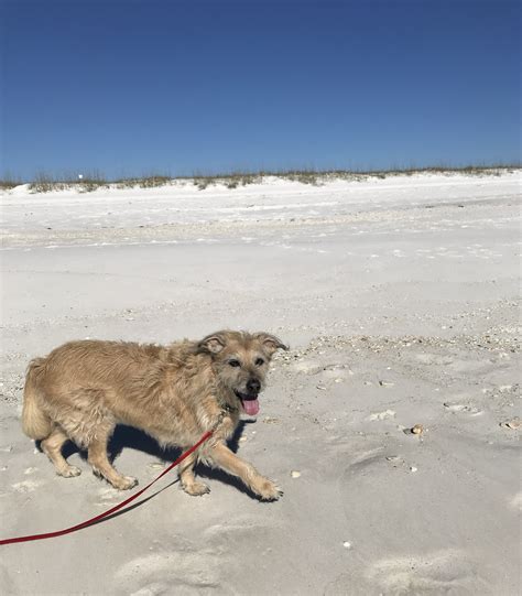 Pensacola Dog Beaches