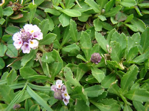 Phyla nodiflora - Frog fruit care and culture | Travaldo's blog