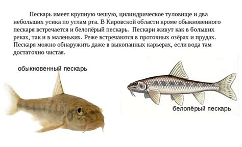 Пескарь: описание рыбы с фото, места обитания, нерест