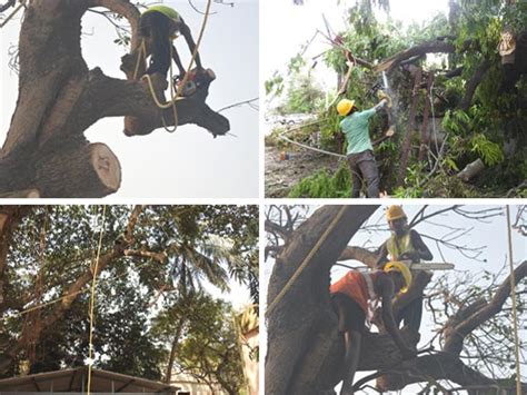 ODISHA FOREST DEVELOPEMENT CORPORATION