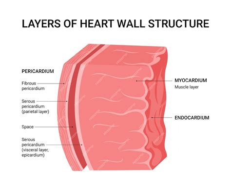 Premium Vector | Structure of the Heart Wall Layers
