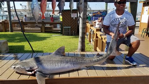 Largest Tiger Shark Ever Caught