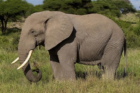 Image result for Elephant Insurance