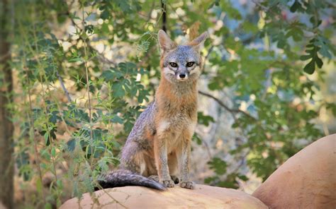 Download wallpaper 3840x2400 desert fox, fox, glance, predator 4k ultra ...