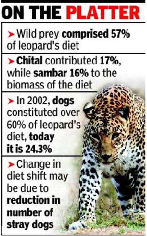 Now, Sanjay Gandhi National Park leopard’s diet has more deer, fewer ...
