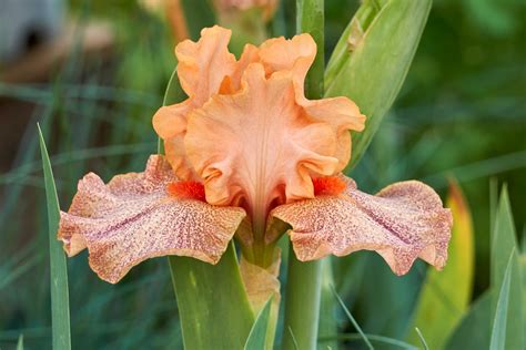 How To Plant Bearded Iris From Bulbs The Right Way