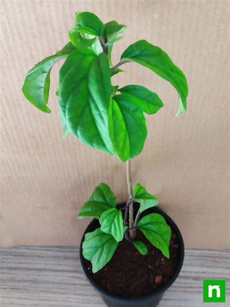 Buy Bleeding Heart Vine, Clerodendrum thomsoniae - Plant online from ...