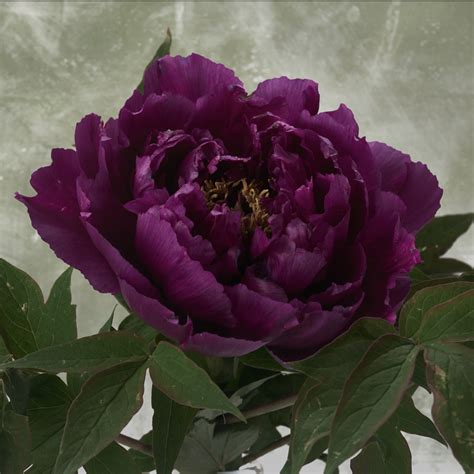 What Is A Purple Peony at Bethany Tommy blog