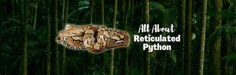 Image result for Reticulated Python 32 Feet