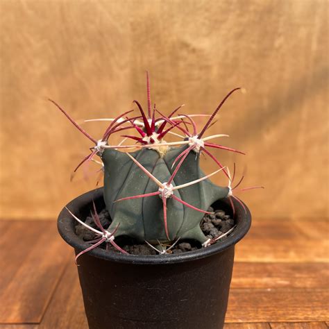 Ferocactus emoryi【フェロカクタス・江守・実生】 | RIMO'S GREEN 【Saboten & Succulent】