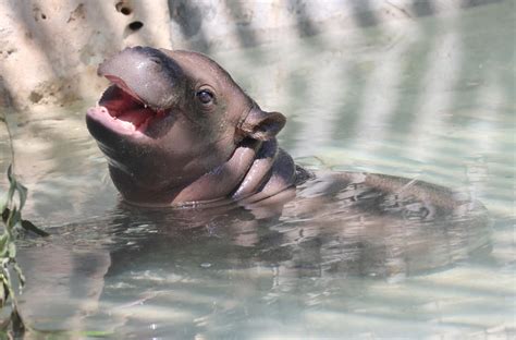 MARS MISSION CONTROL | Goddard's Premier Animal Zoo