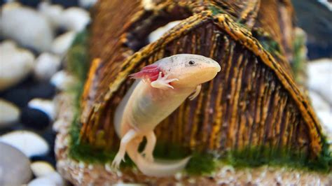 Do Axolotls Have Teeth? Let's Dig In! - Hey Dorothea