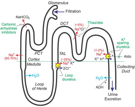 Diuretics - Mechanism of Action, Types, Classification, Drugs - Vaidyaनमः