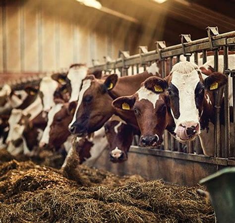 Eco Naturals (Pvt) Ltd | Products