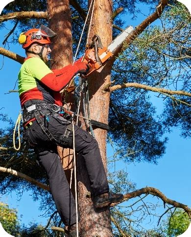 Alternativa Forestal