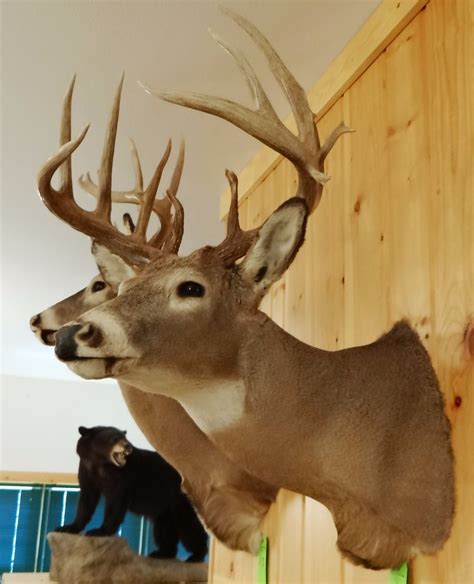 Whitetail Deer shoulder mount, 6x9, non-typical