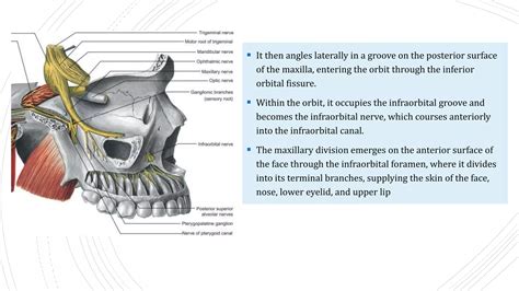 nerve supply of maxilla and mandible | PPTX
