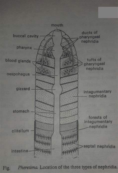 Zoology for higher secondary level: Earthworm: Excretory System