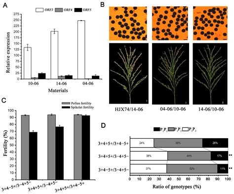 Genetic Analysis of S5 Regulating the Hybrid Sterility between Indica ...