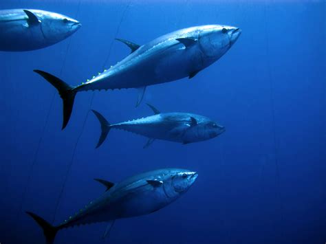 Atlantic Bluefin Tuna Facts: Habitat, Diet, Conservation & More