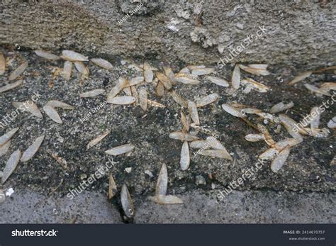 Trending Termite Wings On Floor That Inspire
