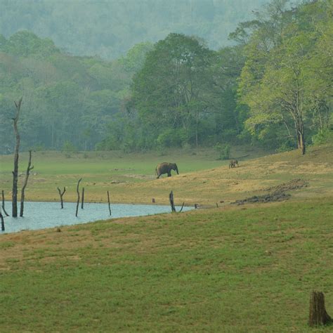 PERIYAR LAKE - All You Need to Know BEFORE You Go (with Photos ...