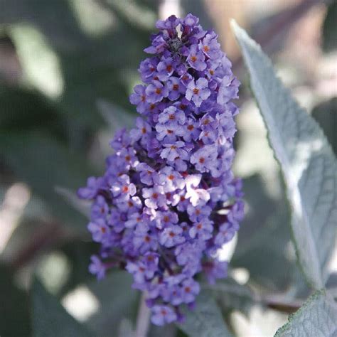 Butterfly Bush Flower