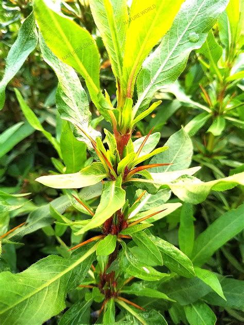 NATURE WORLD PREMIUM KULEKARA GOKULAKANTA HYDROPHILA ARICULATA GOKANTA ...