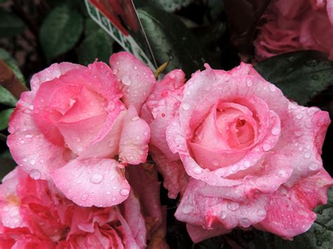 Roses, Closeup, Drops, Pink color, HD Wallpaper | Rare Gallery