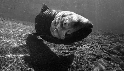 Chinook salmon zombie Alaska.jpeg | FWS.gov