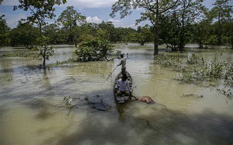 An Indian forest guard on a boat takes away the carcass of a wild ...