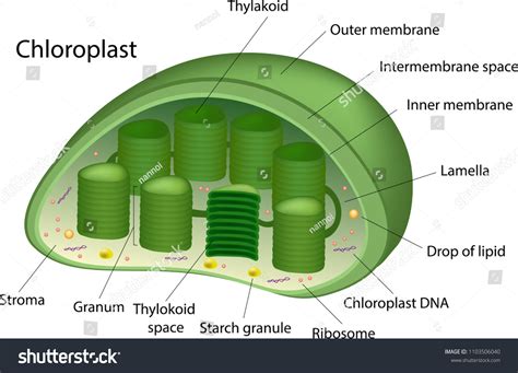 Chloroplast Diagram With Labels