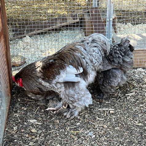 Promenade Park Petting Zoo (Maldon) - All You Need to Know BEFORE You Go